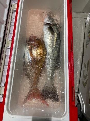 マダイ・ヤリイカ