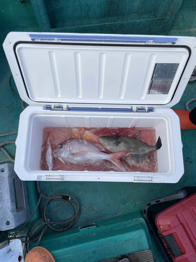 マダイ・ウマヅラ(ウマヅラハギ)