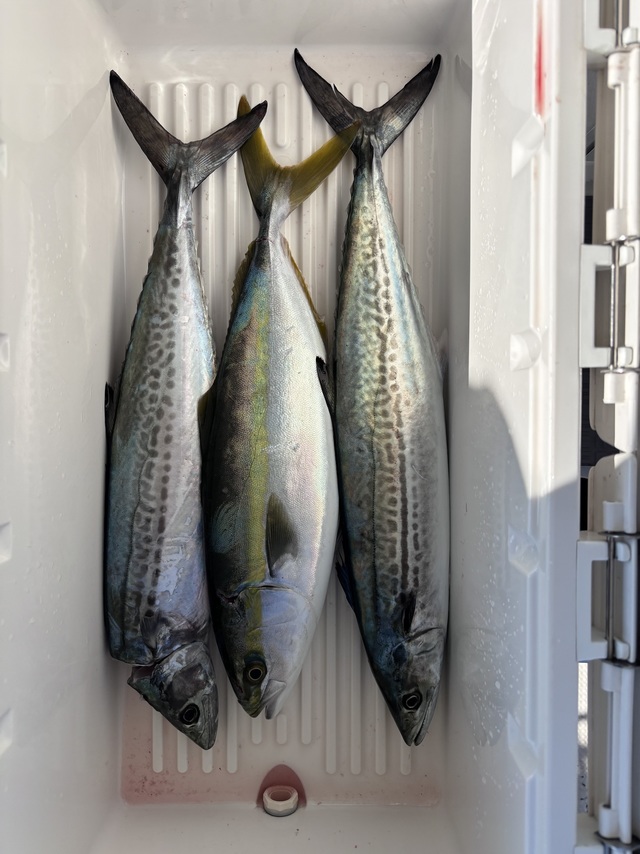 ハマチ(ブリ)・サゴシ(サワラ)