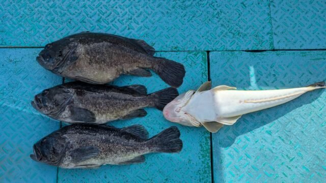 クロソイ・コチ(マゴチ)