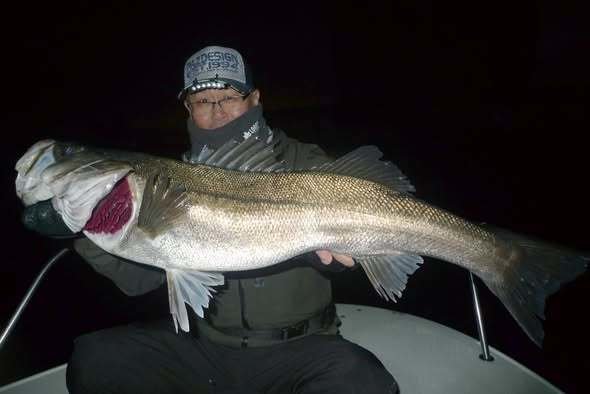 シーバス(スズキ)