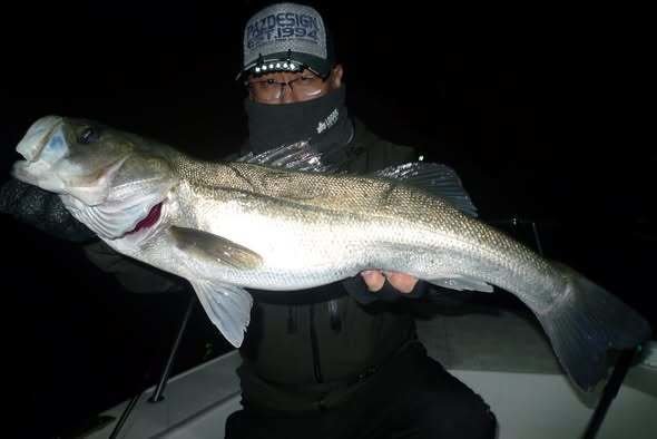 シーバス(スズキ)