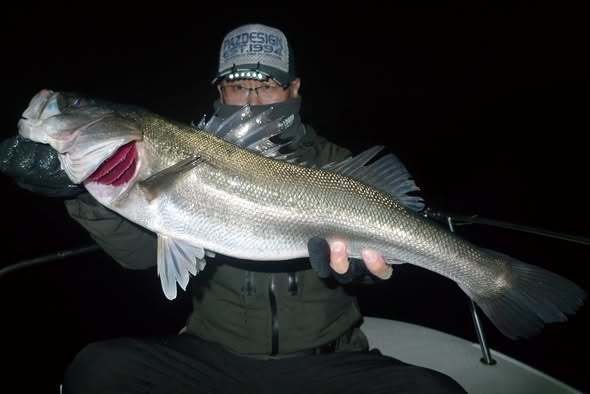 シーバス(スズキ)