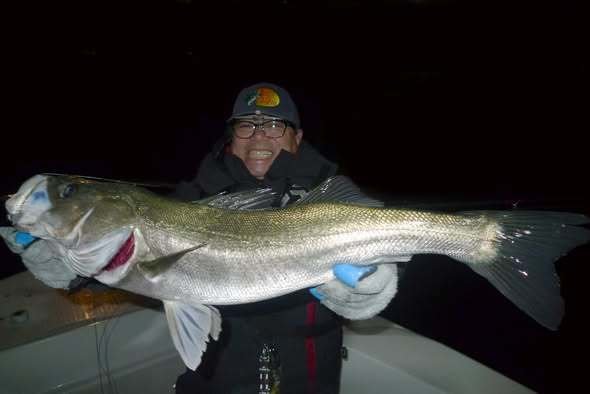 シーバス(スズキ)