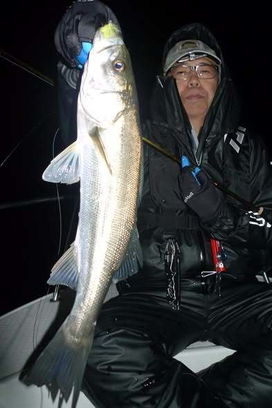 シーバス(スズキ)