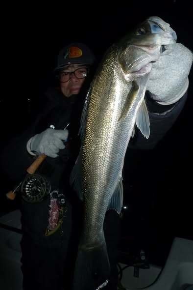 シーバス(スズキ)