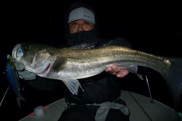 シーバス(スズキ)