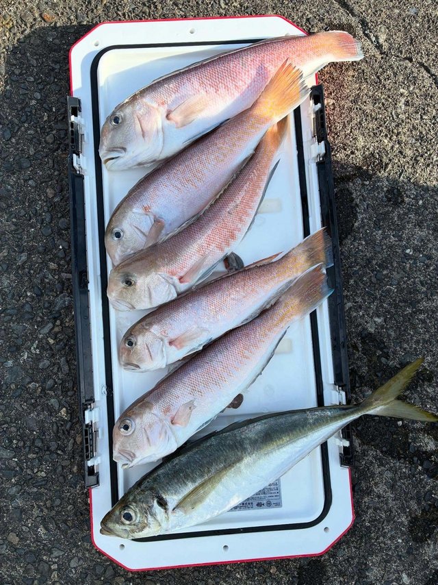 アジ(マアジ)・シロアマダイ