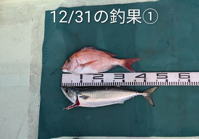 マダイ・マサバ