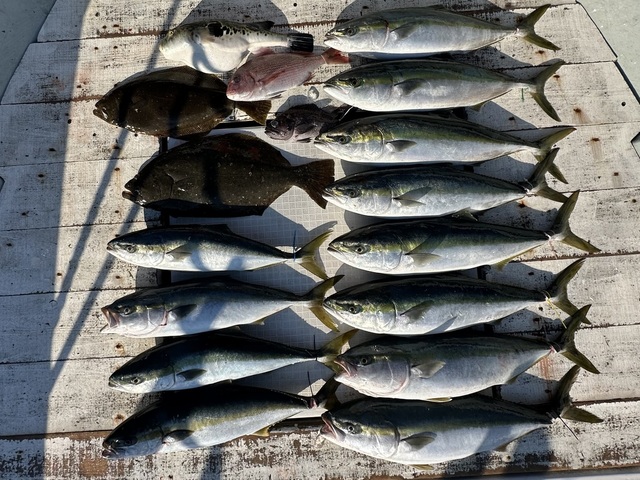 マダイ・イナダ(ブリ)・ワラサ(ブリ)・ヒラマサ・ヒラメ・トラフグ・ソイ(キツネメバル)