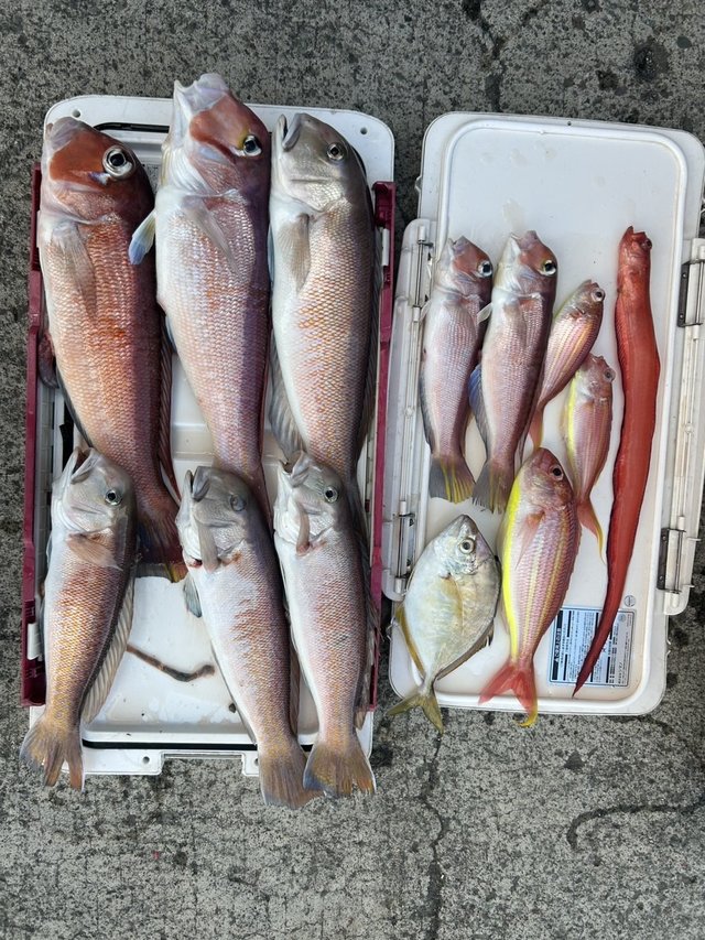 カイワリ・アマダイ(アカアマダイ)・シロアマダイ・イトヨリダイ・アカヤガラ