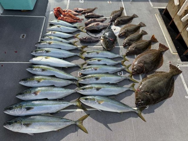 マハタ・ハマチ(ブリ)・ガシラ(カサゴ)・ヒラメ