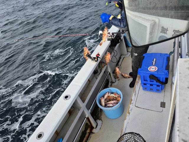 オキメバル(ウスメバル)