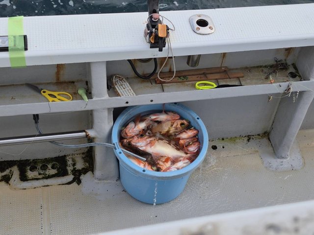 オキメバル(ウスメバル)