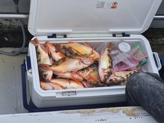 オキメバル(ウスメバル)