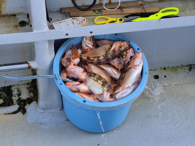 オキメバル(ウスメバル)