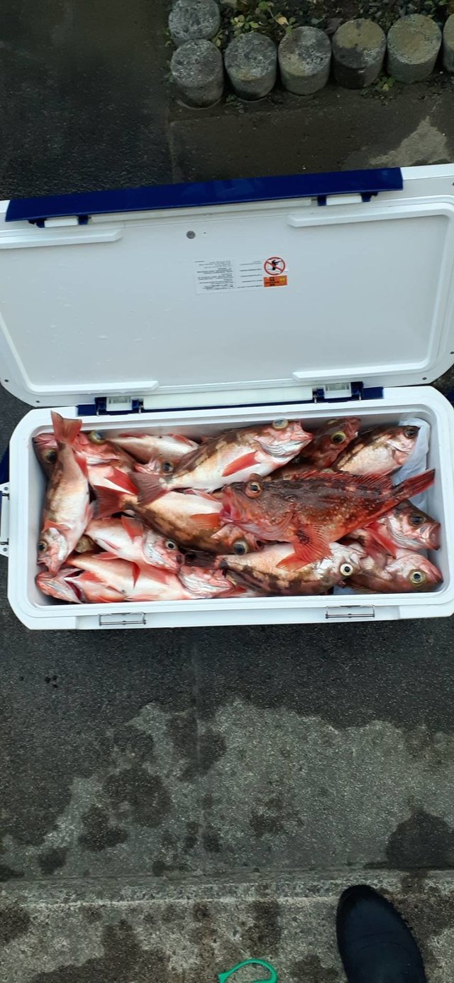 オキメバル(ウスメバル)