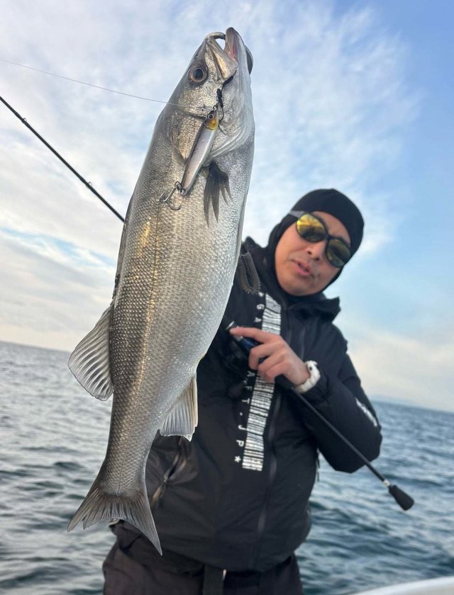 シーバス(スズキ)