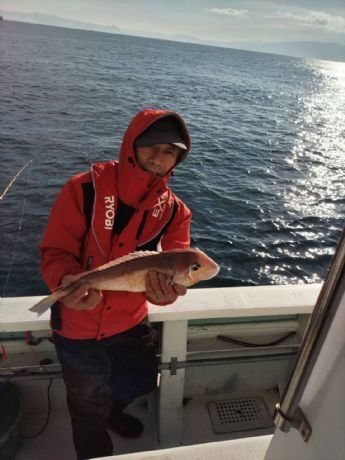 アマダイ(アカアマダイ)