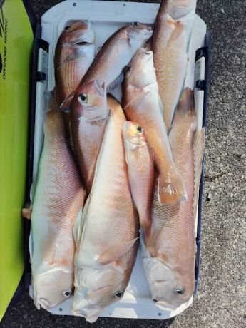 アマダイ(アカアマダイ)