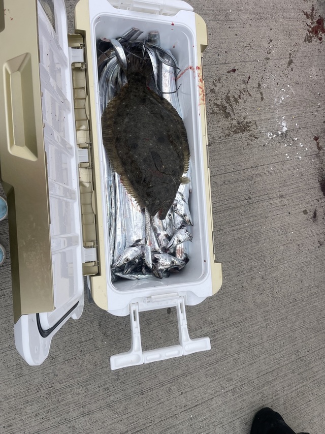 タチウオ・ヒラメ