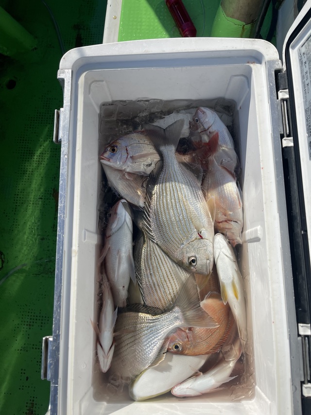 ハナダイ(チダイ)・ヘダイ