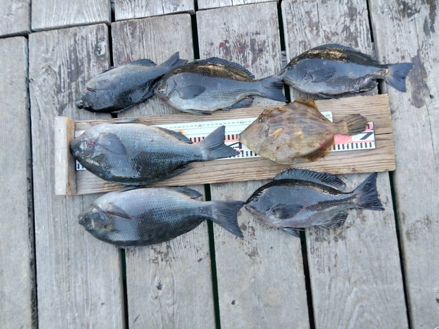 グレ(メジナ)・カワハギ