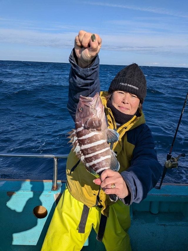 ハタ(キジハタ)