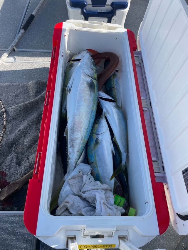 ヤズ(ブリ)・アカヤガラ