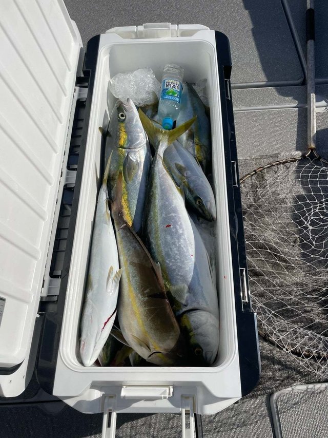 ヤズ(ブリ)・ヒラマサ