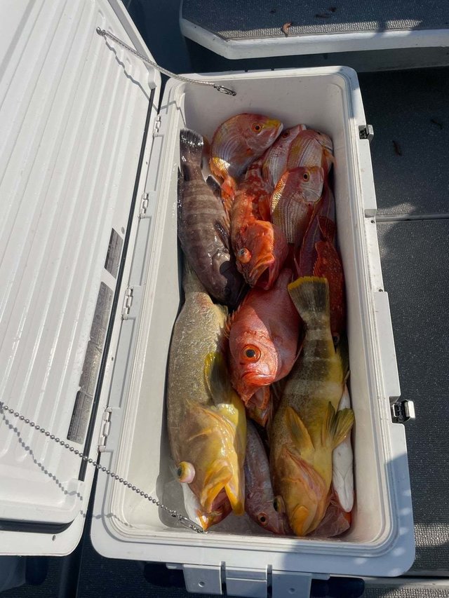 キダイ・タカバ(マハタ)・アオナ(アオハタ)・チカメキントキ・アラカブ(カサゴ)