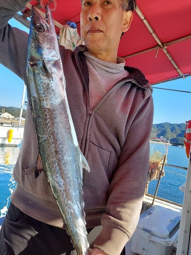 サゴシ(サワラ)