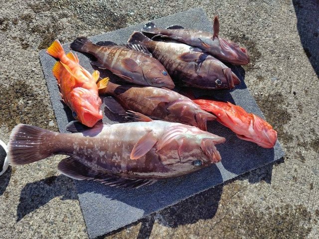 マハタ・アヤメカサゴ