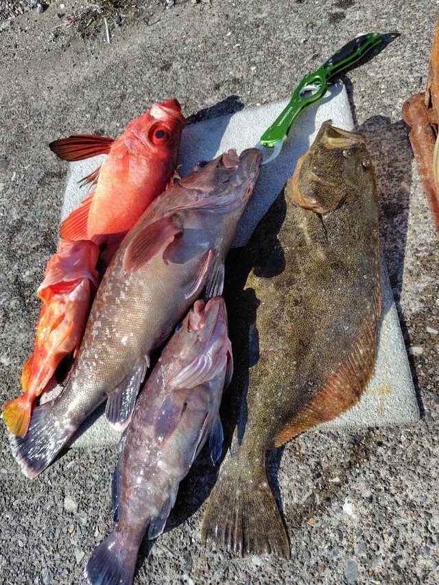 チカメキントキ・ハタ(マハタ)