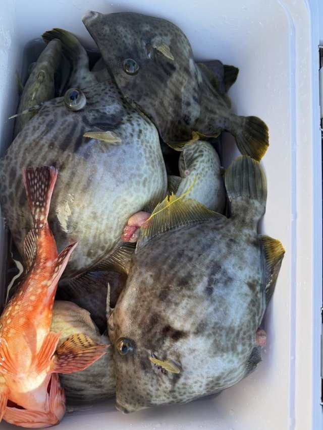 カサゴ・カワハギ