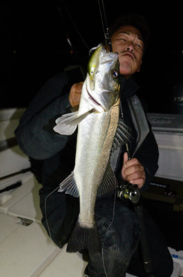 シーバス(スズキ)