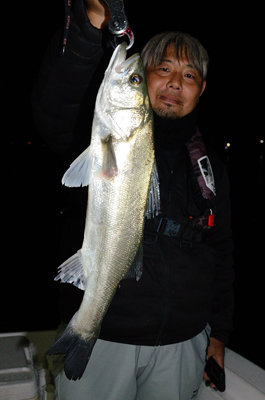 シーバス(スズキ)