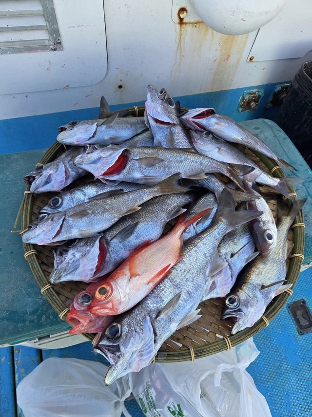 クロムツ・メダイ・ユメカサゴ・キンメダイ・シロムツ(オオメハタ)