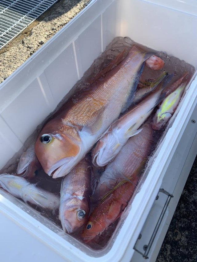 アマダイ(アカアマダイ)・イトヨリ(イトヨリダイ)・トラギス