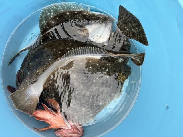 カサゴ・ヒラメ