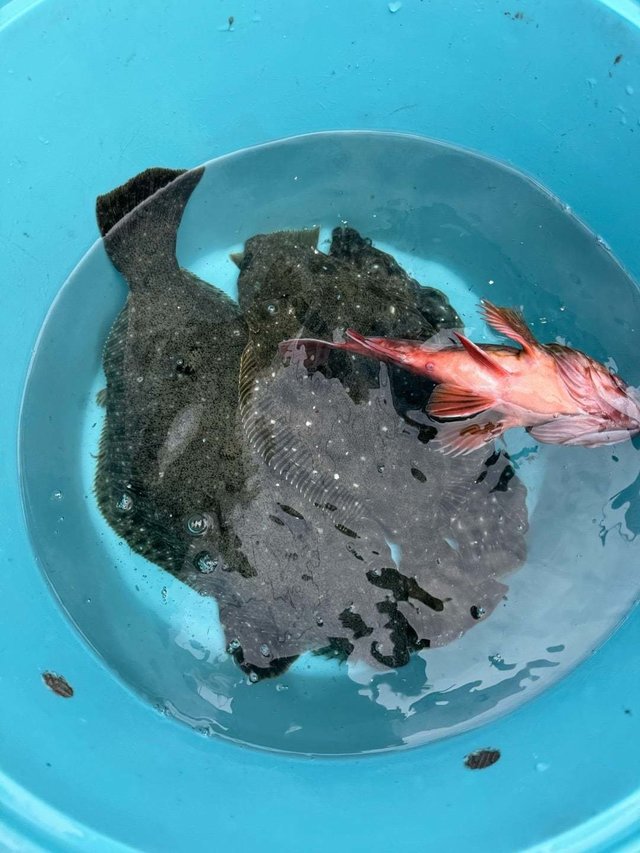 カサゴ・ヒラメ