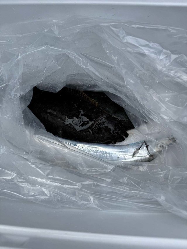 タチウオ・ヒラメ