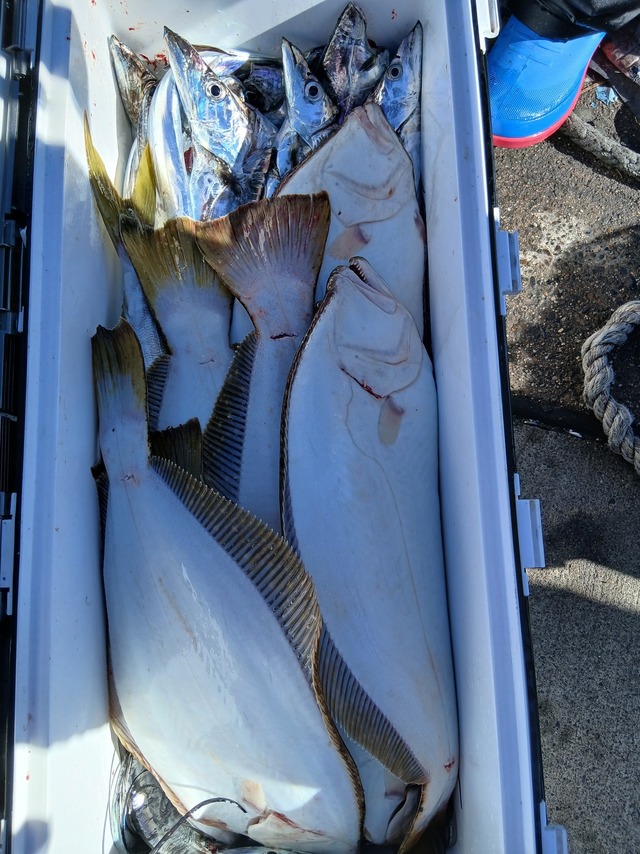 タチウオ・ヒラメ