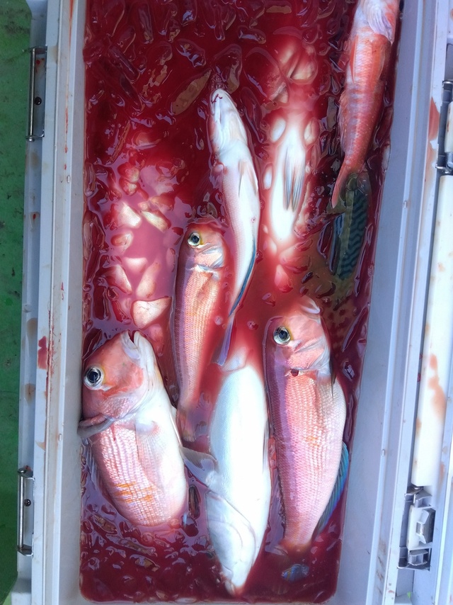 アマダイ(アカアマダイ)