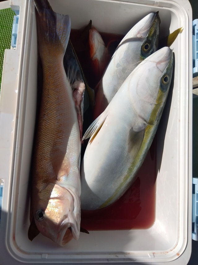 イナダ(ブリ)・シロアマダイ