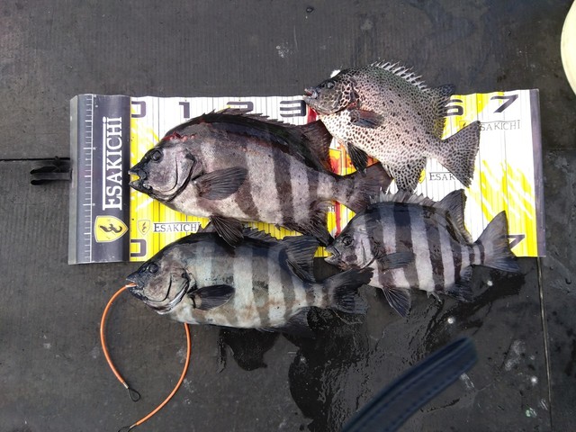 イシダイ・イシガキダイ