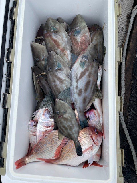 ウマヅラ(ウマヅラハギ)