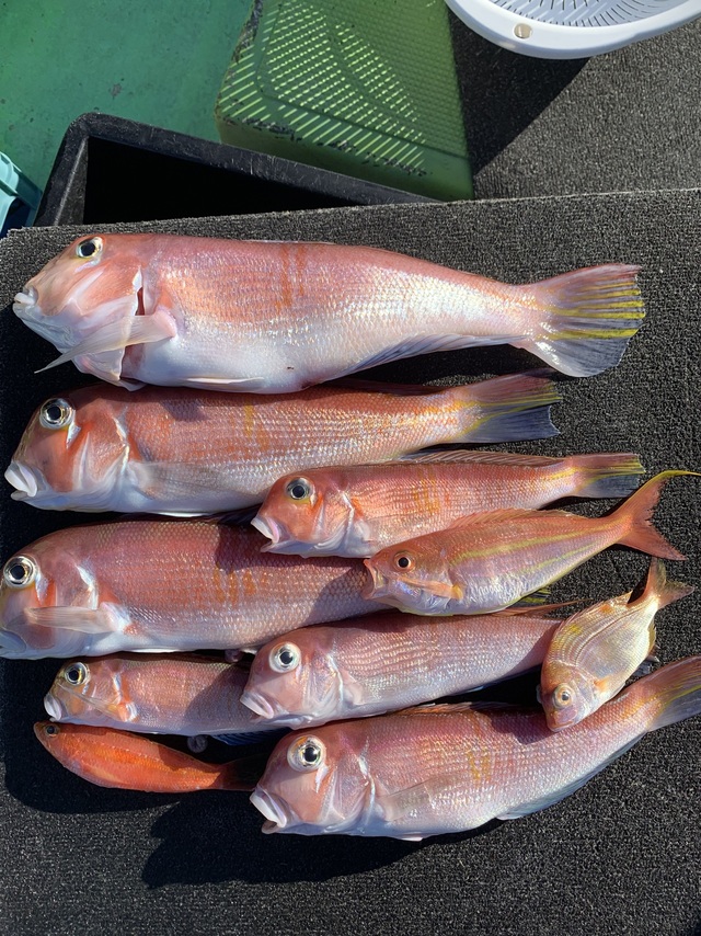 アマダイ(アカアマダイ)