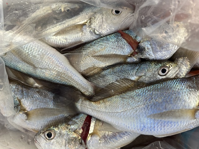 イシモチ(シログチ)