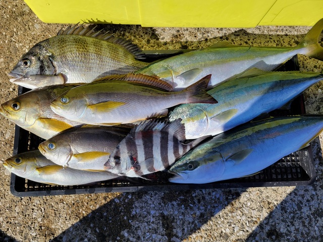 クロダイ・イシダイ・イナダ(ブリ)・イサキ